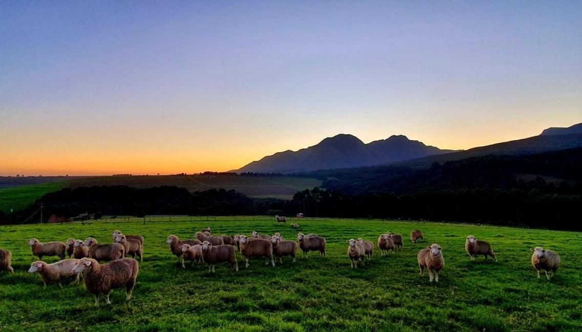 Prospect Farm Cottages George Dış mekan fotoğraf